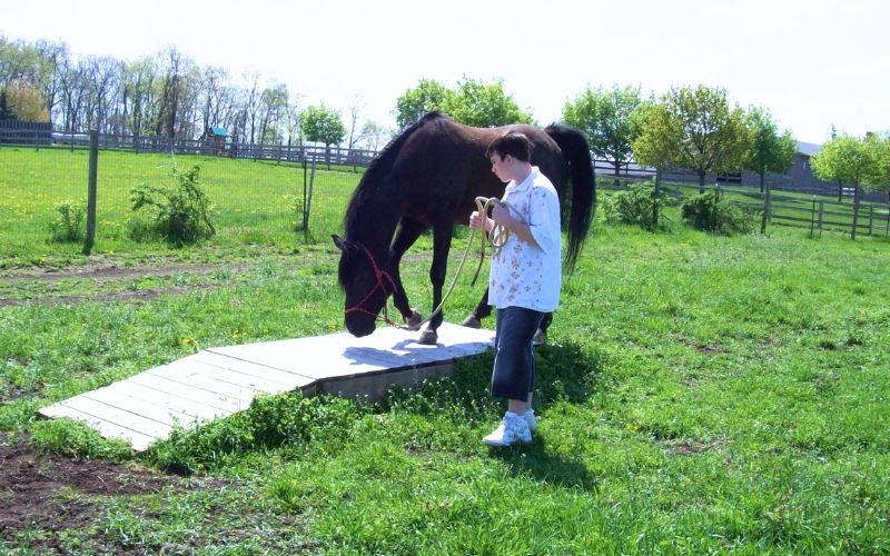 Equine Assisted Coaching