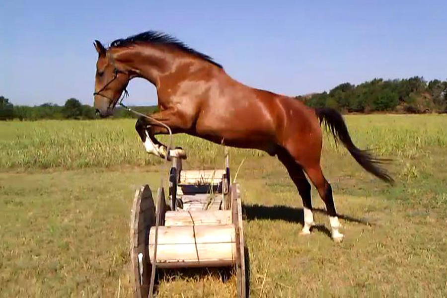 Cross Country on the Lunge